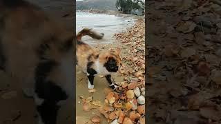 minik patiler oyun delisi #kedi #cat #oyun #kovalamaca