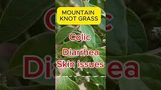 Mountain Knot grass for babies #herbs for babies #herbs #benefits of Mountain Knot grass