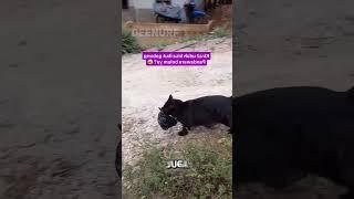 Kucing ini membawakan majikannya hadiah