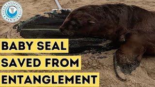 Baby Seal Saved From Entanglement