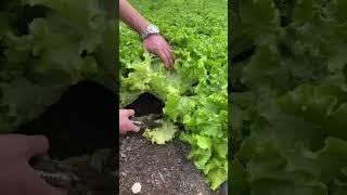 #farm #lettuce #garden #amazingfarm #vegetables