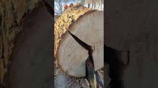 Strangely Satisfying Crisp Wood Splitting. #shorts