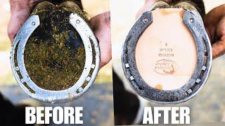 Satisfying Front Hoof Restoration | 4K FARRIER ASMR