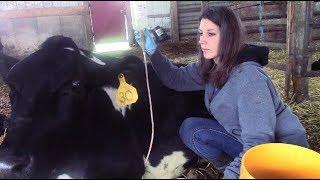 Milk Fever in a Cow / Giving a Cow an IV