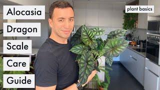 Ultimate Alocasia Dragon Scale Care Guide | Alocasia Care Guide | Houseplant Care