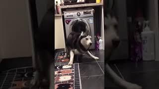 #Lustige #Hunde #Videos #Shorts #4Pfoten #Funny #Tiktok