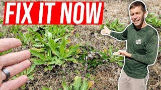 How to Fix an Ugly Thin Bermuda Grass Lawn