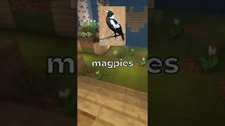 Two truths one lie about Magpies!