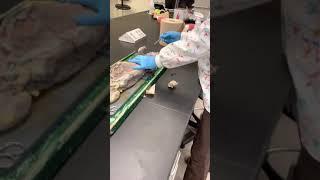 Mink Muscle Dissection Part 1