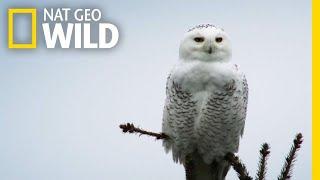 Silent Snowy Owl Attack | Alaska's Deadliest