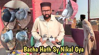 No Lagatay Bacha Hath Sy Nikal Gya | Hashim Mahmood Pigeons