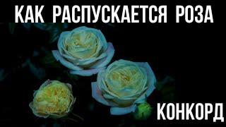 Как распускается роза Конкорд - Concorde (Kordes2018)