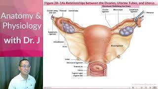 PHYL 142 | Reproductive (Female) | The Vagina, Cervix, & Uterus