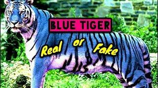 Blue Tiger! Real? or Fake? / 2018!