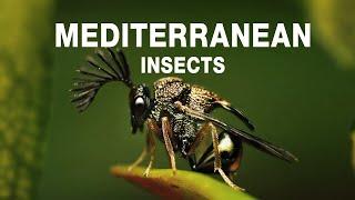 The Top 10  Exotic Insects of the Mediterranean