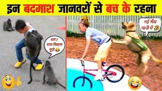 इन बदमाश जानवरों से बच के रहना  । Animals funny videos । #mrboxinfo