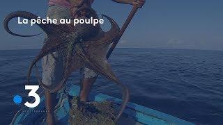 Tunisie : la pêche au poulpe, une tradition ancestrale