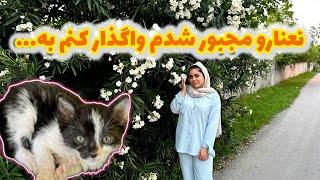 ولاگ روزانه در شمال با زیبایی هاش و ماجرای واگذاری نعنا کوچولو ...