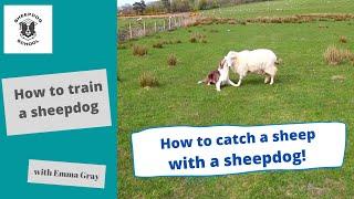 Sheepdog School How to train a sheepdog. How to catch a sheep with a sheepdog .