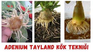 Adenium Çöl gülü | Adenium Tayland kök tekniği |Bonsai | Caudex #adenium #adeniumbonsai #Çölgülü