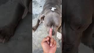 Aggressive Rottweiler vs American bully ? #14 #shorts #rottweiler #americanbully #viral