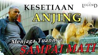 FILM SEDIH BANGET | KESETIAAN ANJING MENJAGA TUANNYA DARI KEPUNGAN ZOMBIE | Alur film I Am Legend 2