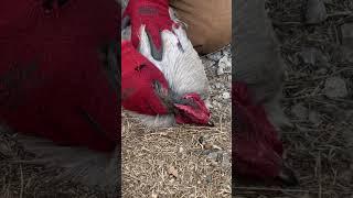 Rooster Fight Til The End  SUBMIT YOU Chicken! #backyardchickens #howto #shorts