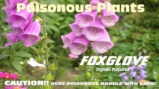 ⟹ FOXGLOVE | Digitalis purpurea | !!WARNING!! | Very poisonous! handle with care!