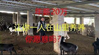 给你年薪20万，让你整年呆在山里养羊，你愿意吗？