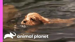 Retriever Pups Learn How To Swim | Too Cute