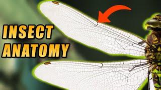 Anatomy Of Insects - Easily Explained (in under 5 minutes)