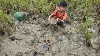 turtle catching skills Highland boy harvests turtles and eels to sell How to find and catch turtles