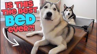 Is VeeHoo The Best Pet Bed For A Husky? (Face Reveal?!)