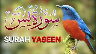 Surah Yaseen 5 Times Repeat | Episode 68 | quran tilawat | سورة يس | surah yasin full hd complete