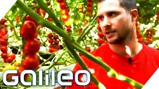 Schuften als Erntehelfer: Wie hart ist der Job auf einer Tomatenplantage? | Galileo testet Berufe