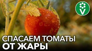 ЖАРА В ТЕПЛИЦЕ УНИЧТОЖИТ УРОЖАЙ! 3 приема, которые помогут томатам пережить жару