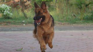 German Shepherd Barking..