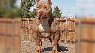 MOST DANGEROUS Dog Breeds In The World!