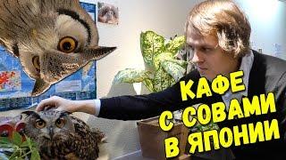 OWL CAFE in JAPAN. Necessary to Visit