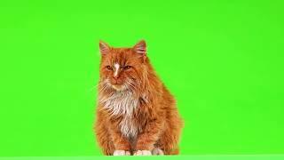 Cat Green Screen Video No Copyright | Cat Green Screen Effect | High Quality | NCGSV