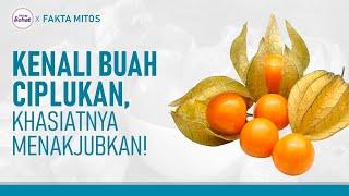 Mudah Ditemukan! Ini Manfaat Buah Ciplukan (Gooseberry) Untuk Kesehatan | Hidup Sehat tvOne