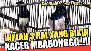 Magpie Robins Develop feathers at the sound of other birds | Mabagong Channel