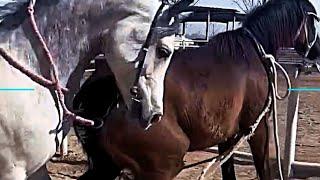 Equine reproduction navigating horse and fast Breeding video #equinereproduction #horsebreeding