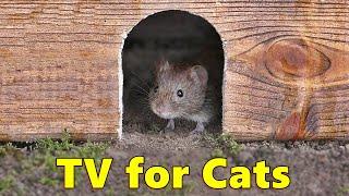 Cat TV  Mouse in The Jerry Hole Fun