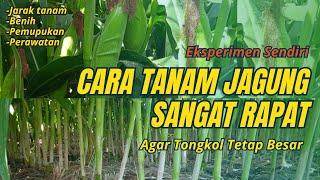 Cara Tanam Jagung dengan Jarak Rapat Ekstrim