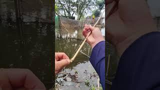 Câu cá rô sông #cauca #fishing #shortvideo