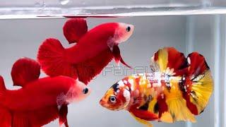 119"Most Beautiful Betta Fish: Stunning Colors & Gorgeous Betta Fish Tanks