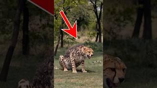 The story of the wolf who saved the cheetah's life #animals #wolf #cheetahs