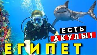 Встретил АКУЛУ в Египте 2024! ОПАСНЫЙ отдых? Дайвинг в Шарм эль Шейхе, Рас Мохаммед