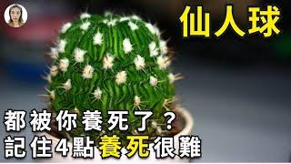 仙人球怎麼養|仙人球竟然被你養死？，仙人球和仙人掌是最難養死的植物，如果它都被養死了，你真應該好好看看這期內容|花花世界